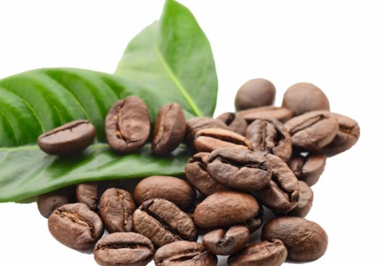 Kopi Arabika Jenis Erhopia