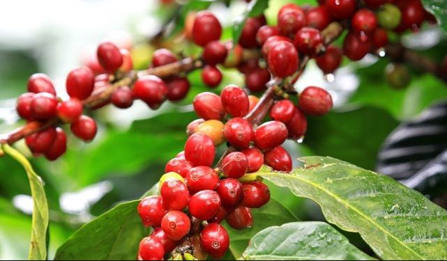 Kopi Arabika Jenis Hybrido de Timor