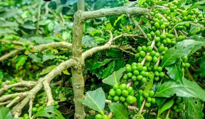 Kopi Arabika Jenis Linnie S