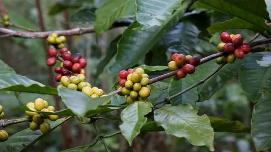 Kopi Arabika Jenis Typica