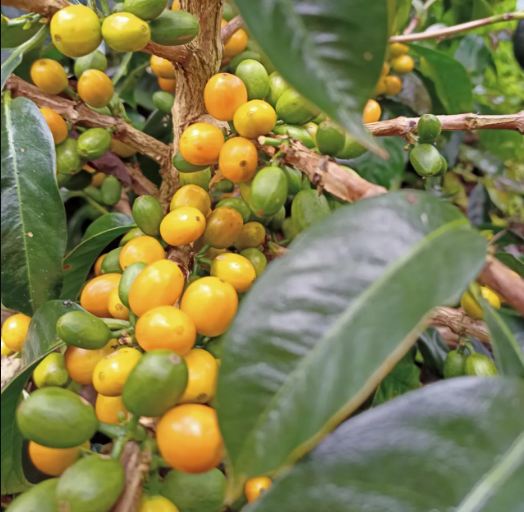 Kopi Arabika Jenis Yellow Caturra
