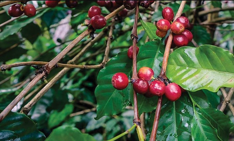 Kopi Arabika Varietas Catimor