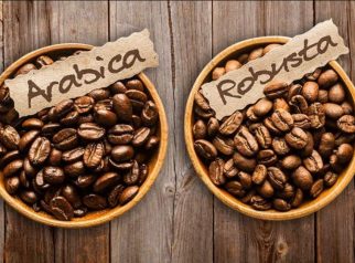 Perbedaan Kopi Arabika dan Robusta