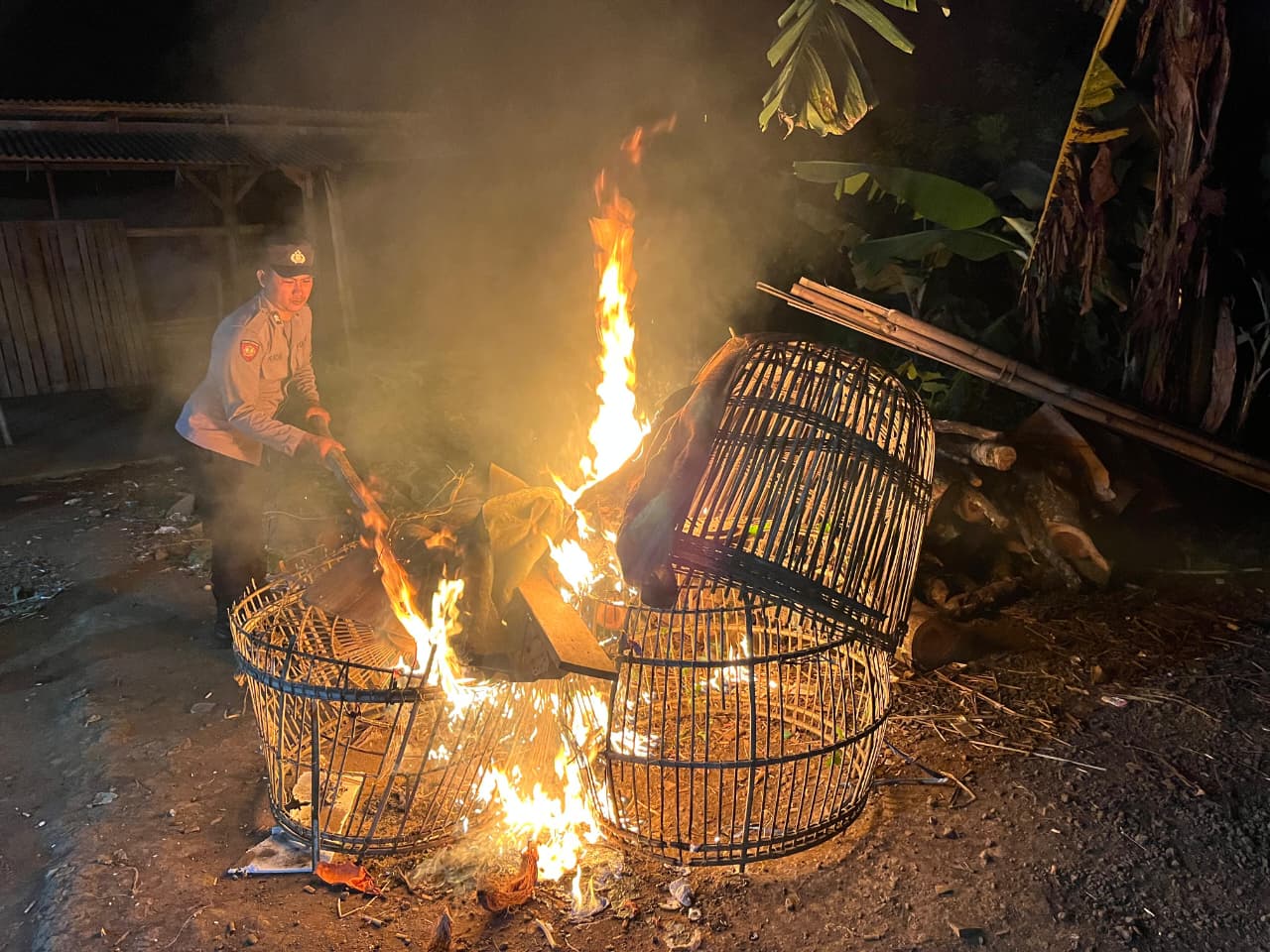 Pembongkaran arena sabung ayam di area kebun tebu Bantur