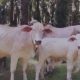 pencurian empat ekor sapi di Kabupaten Serdang Bedagai