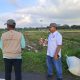 panen raya hasil demplot pertanian Tani Merdeka Deli Serdang