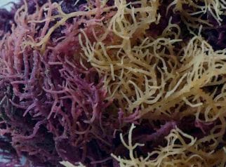 Eucheuma spinosum ganggang merah kaya manfaat