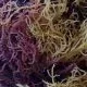 Eucheuma spinosum ganggang merah kaya manfaat