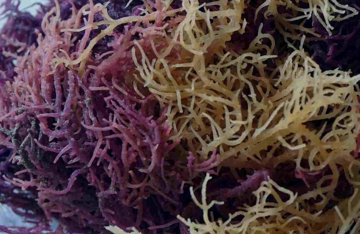 Eucheuma spinosum ganggang merah kaya manfaat