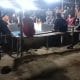 Arena Sabung Ayam di Kutalimbaru Bebas Beroperasi