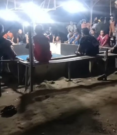Arena Sabung Ayam di Kutalimbaru Bebas Beroperasi