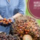Harga TBS Sawit Anjlok Hingga Rp 1.500/kg, Petani Panik: Dampak Kebijakan Ekspor Satu Pintu