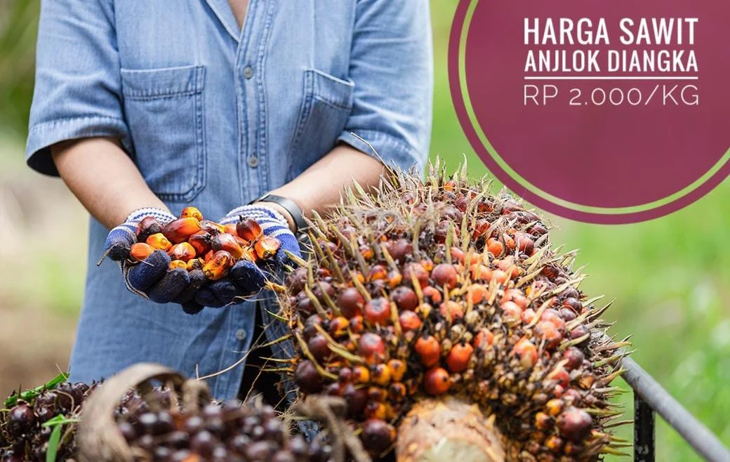 Harga TBS Sawit Anjlok Hingga Rp 1.500/kg, Petani Panik: Dampak Kebijakan Ekspor Satu Pintu