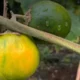 Terong Berduri Baru dari Kalimantan: Solanum kalimantanense Siap Jadi Bintang Kuliner dan Obat Tradisional