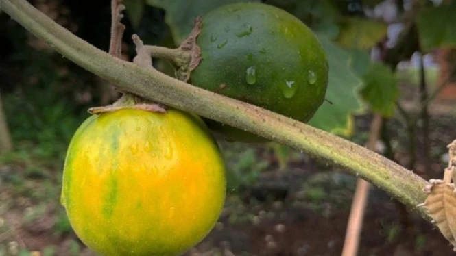 Terong Berduri Baru dari Kalimantan: Solanum kalimantanense Siap Jadi Bintang Kuliner dan Obat Tradisional
