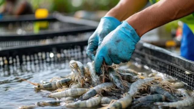 Udang Kebumen Siap Ekspor ke China dan AS, Panen Raya Prabowo Dorong Produksi 80 Ton