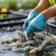 Udang Kebumen Siap Ekspor ke China dan AS, Panen Raya Prabowo Dorong Produksi 80 Ton