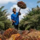 Harga TBS Sawit Swadaya Riau Kembali Naik, Umur 9 Tahun Tembus Rp3.696 per Kg
