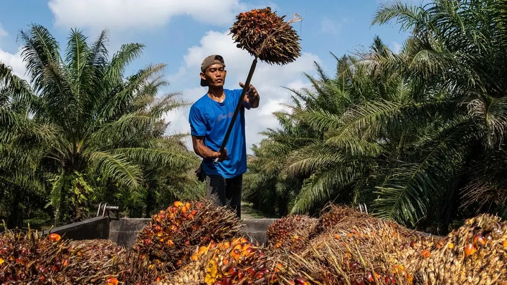Harga TBS Sawit Swadaya Riau Kembali Naik, Umur 9 Tahun Tembus Rp3.696 per Kg