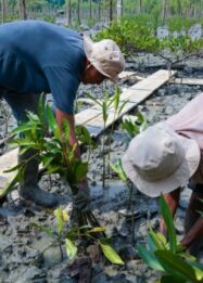 Kisah Masyarakat Pasir Sakti, Dulu Terkikis Abrasi, Kini Tumbuh Mangrove yang Menghidupi