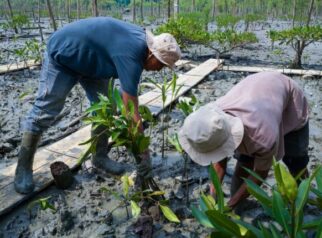 Kisah Masyarakat Pasir Sakti, Dulu Terkikis Abrasi, Kini Tumbuh Mangrove yang Menghidupi