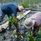 Kisah Masyarakat Pasir Sakti, Dulu Terkikis Abrasi, Kini Tumbuh Mangrove yang Menghidupi