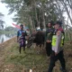 Lomba Balap Kerbau Sambut Musim Tanam di Jatiroto Lumajang: Tradisi, Keamanan, dan Dampak Ekonomi