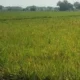 Mengungkap Krisis Hama Wereng di Tekung Lumajang: Ancaman Serius bagi Petani dan Pangan Nasional