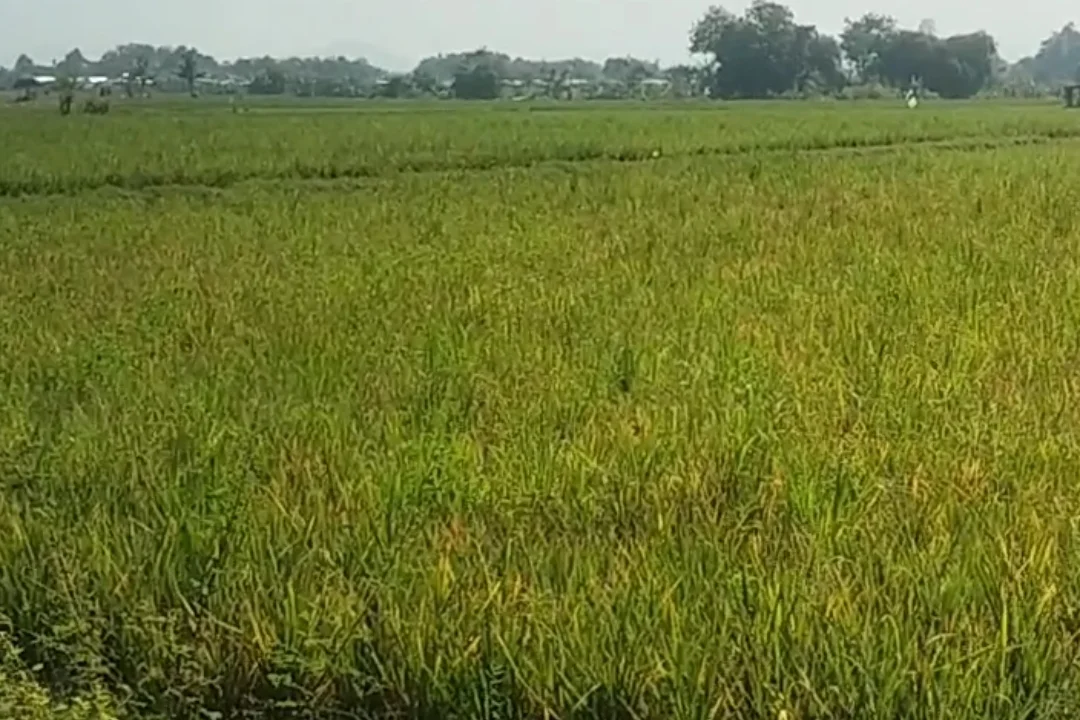 Mengungkap Krisis Hama Wereng di Tekung Lumajang: Ancaman Serius bagi Petani dan Pangan Nasional