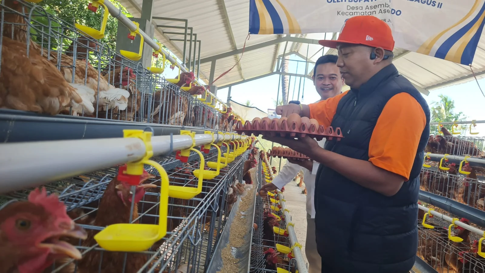 Pemkab Situbondo Kembangkan Peternakan Ayam Petelur Skala Rumah Tangga untuk Atasi Kekurangan Telur