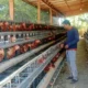 Pemkab Situbondo Kembangkan Peternakan Telur Skala Rumah Tangga untuk Tekan Stunting
