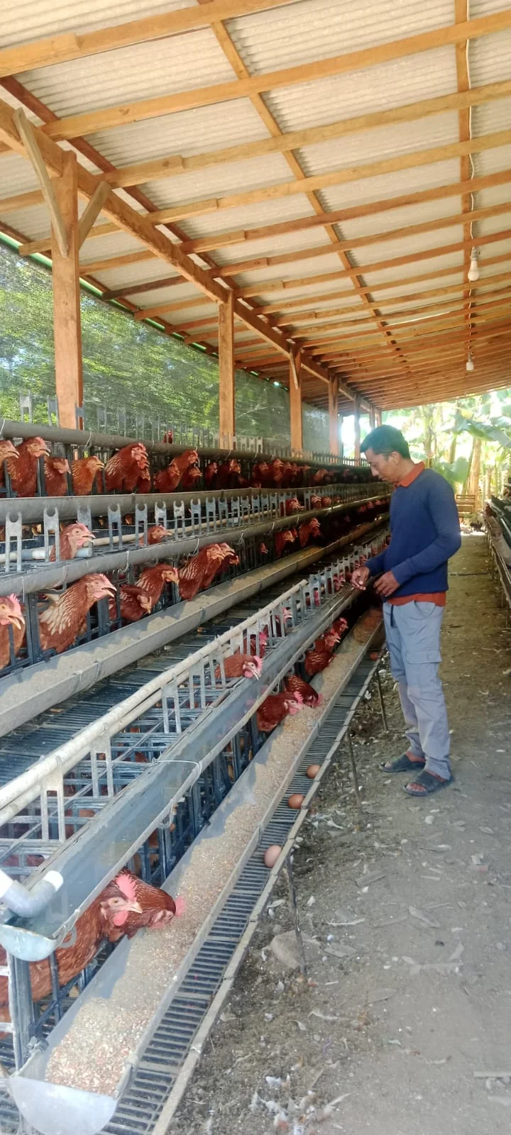 Pemkab Situbondo Kembangkan Peternakan Telur Skala Rumah Tangga untuk Tekan Stunting