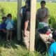 Petani Jember Intensifkan Pengendalian Wereng untuk Cegah Gagal Panen