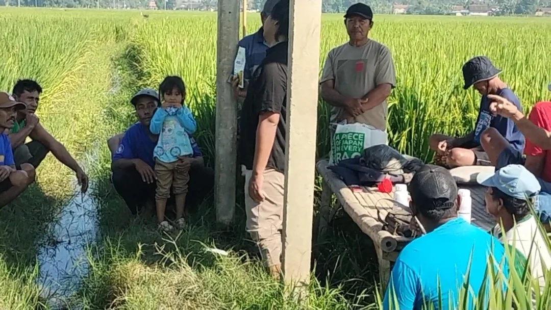 Petani Jember Intensifkan Pengendalian Wereng untuk Cegah Gagal Panen