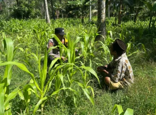 Petani Ranuyoso Lumajang Sukseskan Asta Cita