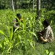 Petani Ranuyoso Lumajang Sukseskan Asta Cita