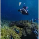 Snorkeling Jadi Cara Mudah Menikmati Keindahan Bawah Laut Menjangan