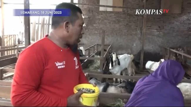 Terungkap! Nanang Bobol Dua Minimarket, Beli Kambing Kurban, Kini Ditangkap Polisi