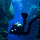 Turis di Okinawa Ikut Bantu Lacak Hiu Langka yang Terancam Punah Lewat Program Sains Warga