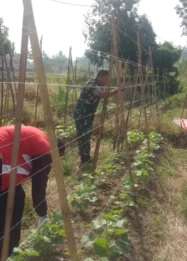 Babinsa Koramil 01 Payakumbuh Dukung Pertanian Warga Koto Panjang