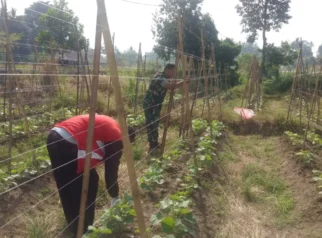 Babinsa Koramil 01 Payakumbuh Dukung Pertanian Warga Koto Panjang