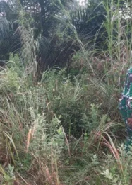 Babinsa Koramil 03Mandau Perkuat Patroli Cegah Karhutla: Strategi Komprehensif di Tengah Ancaman Kebakaran Hutan