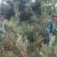 Babinsa Koramil 03Mandau Perkuat Patroli Cegah Karhutla: Strategi Komprehensif di Tengah Ancaman Kebakaran Hutan