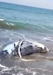 Bangkai Paus Bungkuk di Pantai Perancak Kembali Tersingkap Akibat Pasang: Tantangan Penanganan dan Dampak Lingkungan