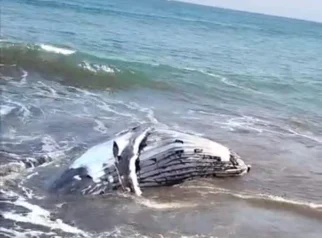 Bangkai Paus Bungkuk di Pantai Perancak Kembali Tersingkap Akibat Pasang: Tantangan Penanganan dan Dampak Lingkungan