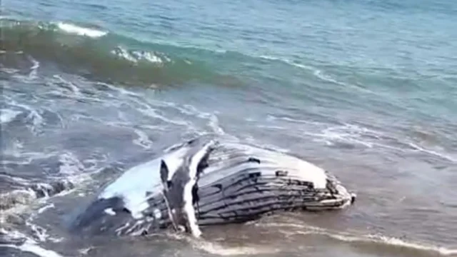 Bangkai Paus Bungkuk di Pantai Perancak Kembali Tersingkap Akibat Pasang: Tantangan Penanganan dan Dampak Lingkungan