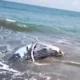 Bangkai Paus Bungkuk di Pantai Perancak Kembali Tersingkap Akibat Pasang: Tantangan Penanganan dan Dampak Lingkungan