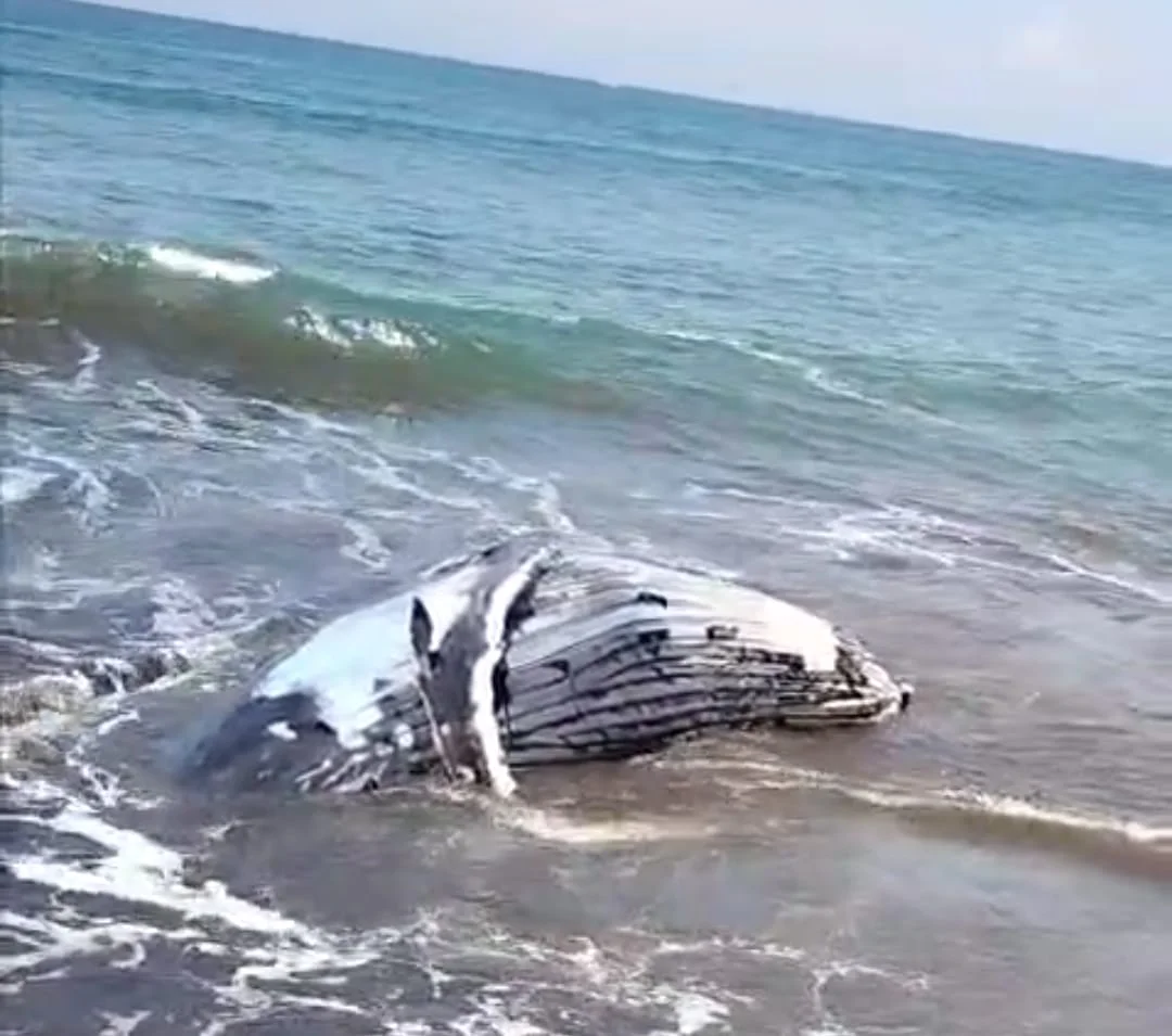 Bangkai Paus Bungkuk di Pantai Perancak Kembali Tersingkap Akibat Pasang: Tantangan Penanganan dan Dampak Lingkungan