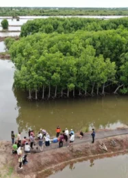 Batam Pacu Ekonomi Digital dan Ekspor Perikanan, Mangrove Jadi Perhatian