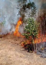 BPBD Bangka Belitung Ingatkan Warga Waspada Karhutla di Musim El Nino